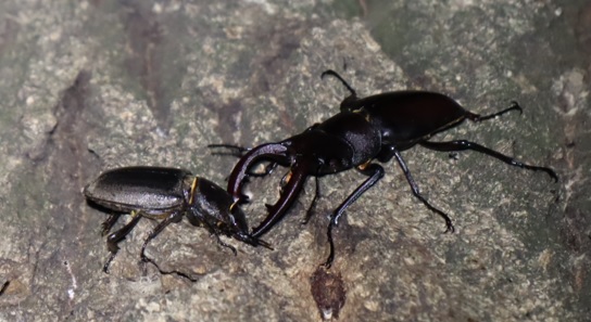 ヒラタクワガタ♀、ノコギリクワガタ♂_No5_凄いコナラ_2023年6月7日20時5分 気温23度